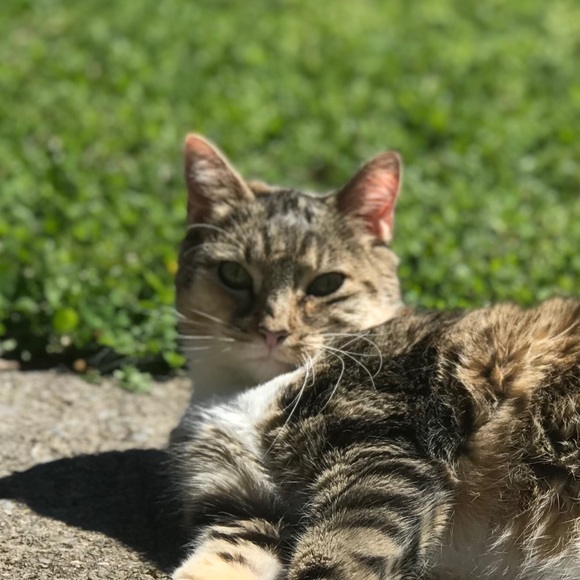 Meet your Posher, Cassandra - Picture 1 of 1